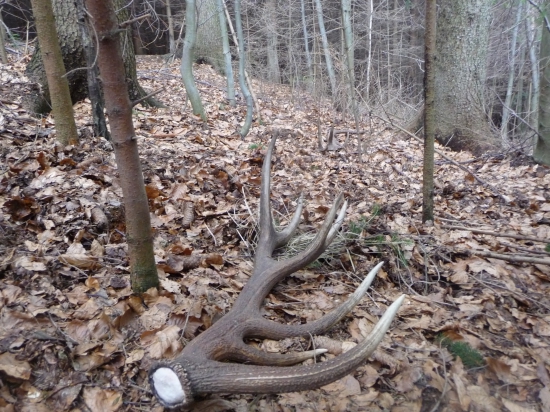 Pára nepravidelného 16toráka. 10-11/2018