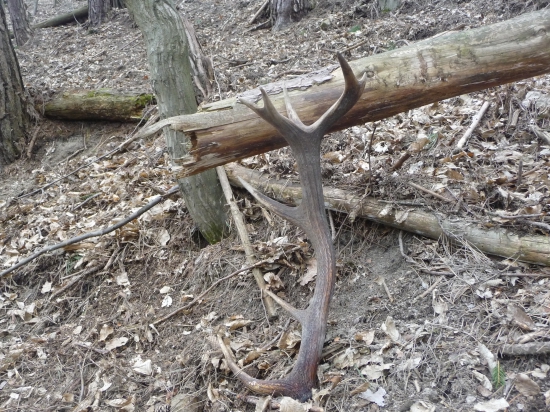 detail k fotke ID 333748