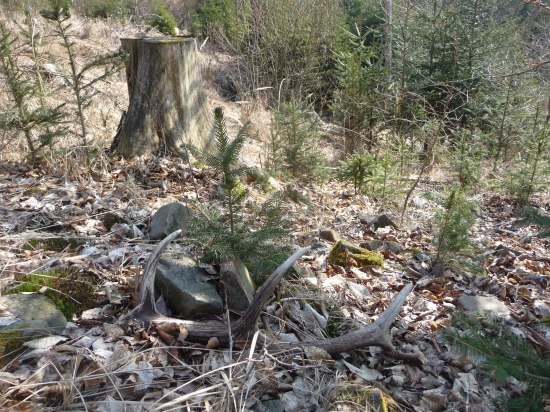 Vlanajší osmorák.19/2018