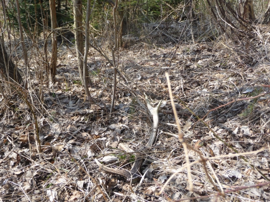 Niečo z vlanajška 22/2018