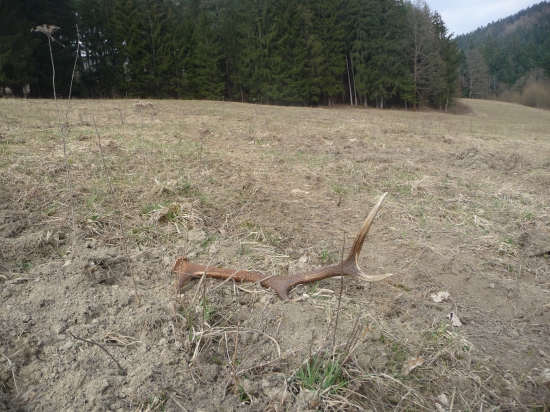 A na záver dňa prvý lúčny. 24/2018