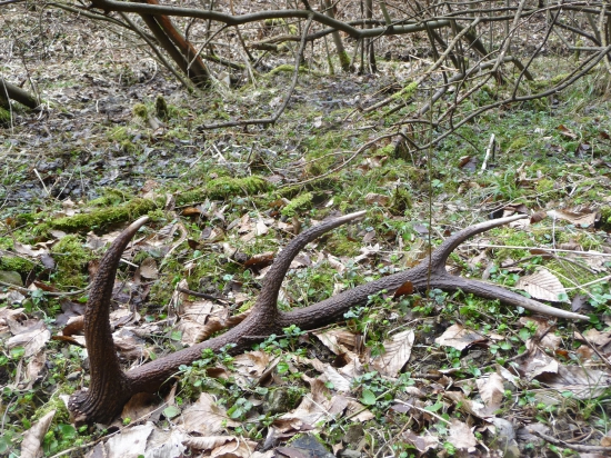 Pekne perlovany. 25/2018