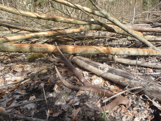 Desatorák z ohryzu. 30/2018