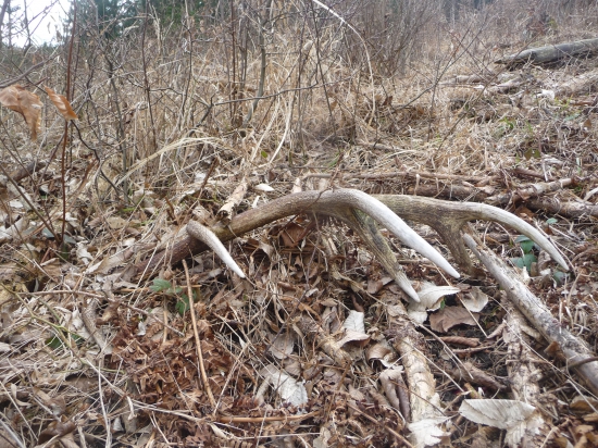 Kam som sa to vlani pozeral? 31/2018