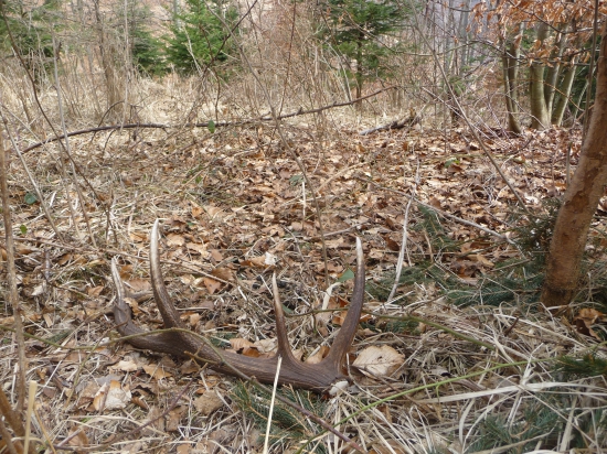 Ako dobre že mu ten smreček zavadzal.32/2018