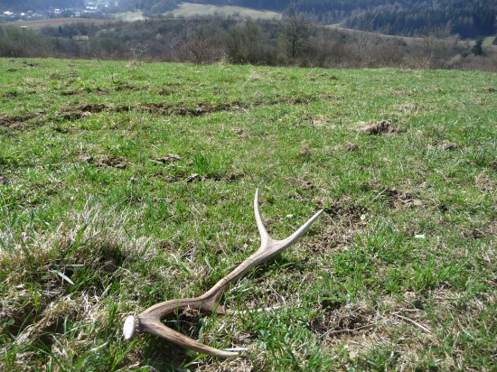 Jeden z tých bledých a hladkých. 37/2018