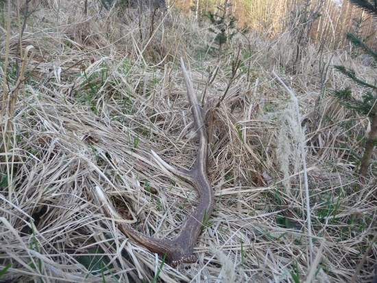 Bledý vbledéj tráve. 42/2018