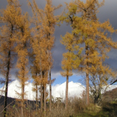 Pod Muránskym hradom