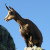 Kamzík pri západe slnka