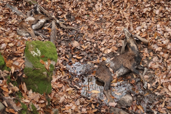 Tragedia v Kováčovských kopcoch