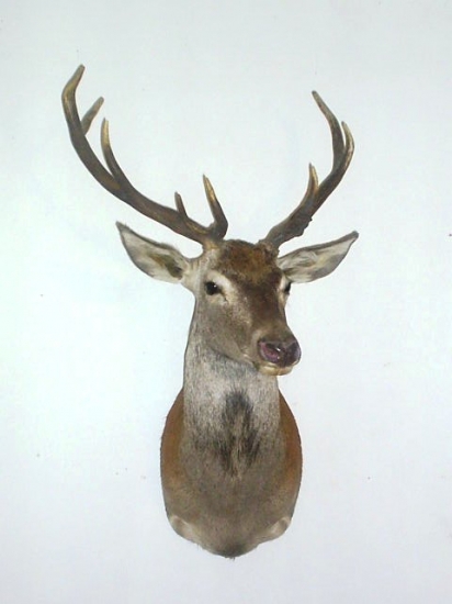 mladoch