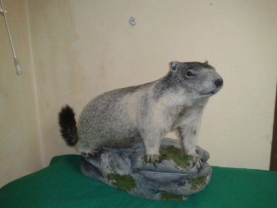 murmel