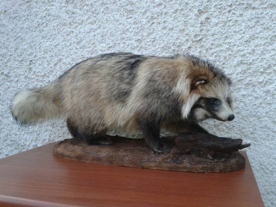 chlpač