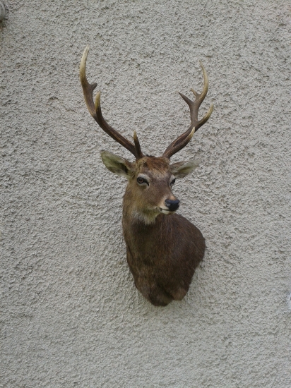 dibovskeho sika
