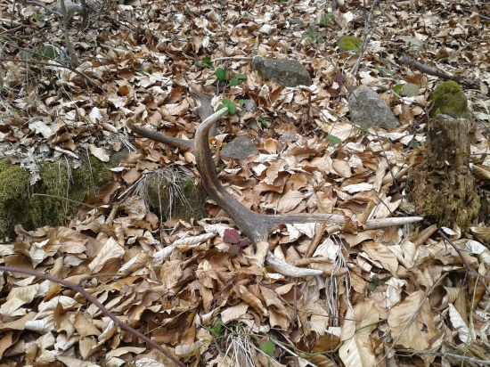 12 torak s  ulomeným očníkom a nadočníkom