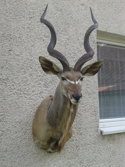 kudu
