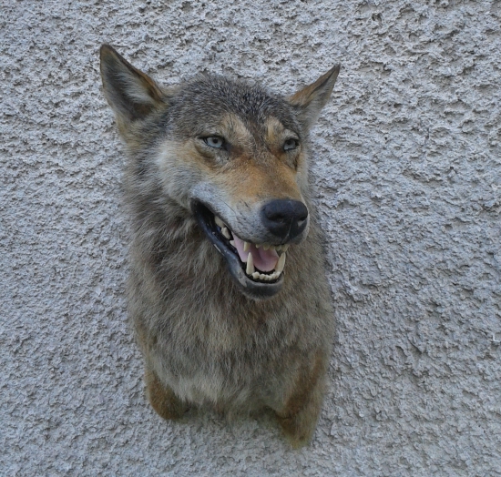 vlčko