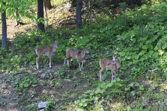oživenie krvi v obore