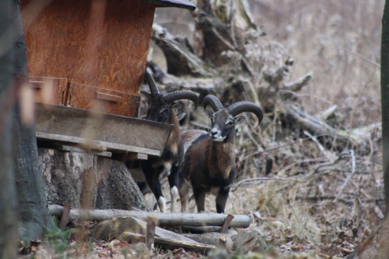 Mladíci na raňajkách