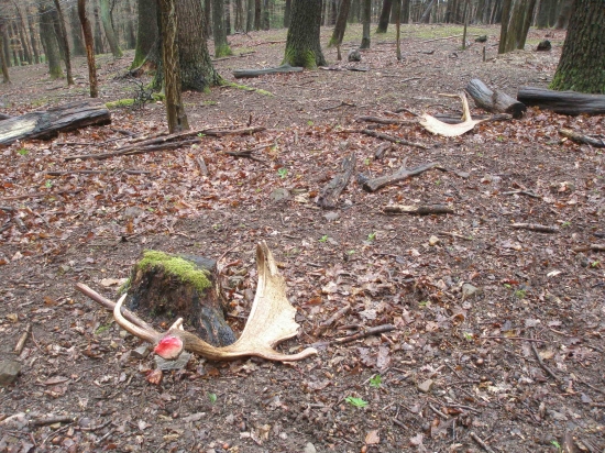 V aprílovém dešti...