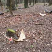 V aprílovém dešti...