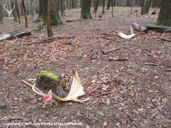 V aprílovém dešti...
