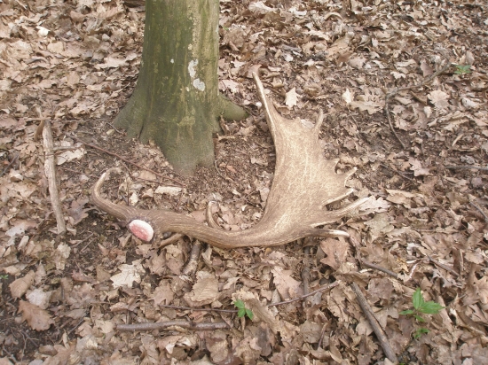 Po dančích ochozech...