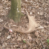 Po dančích ochozech...