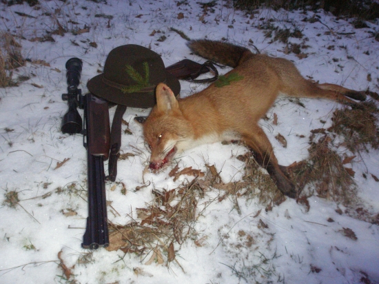 Krásná noc, starý lišák...