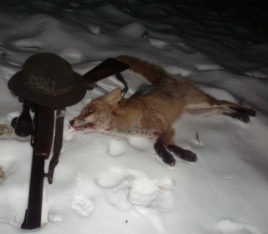 Když se daří... večerní lišák