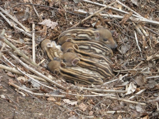 To se nám to lebedí :)