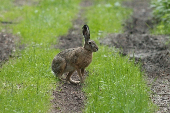 Sedím na chodníčku a je mi dobre..