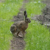 Sedím na chodníčku a je mi dobre..