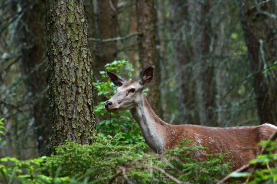 Čakáš srnčiu a príde toto..8-)