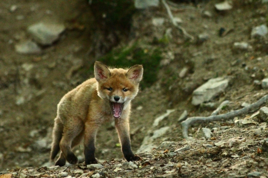 Unavenô, zívkame..8-)