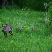 Podvečer na lúčke