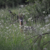wecerna prechadzka:D len dobre neaostrena