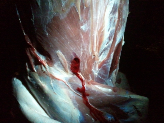 RWS UNI 11,7 g. 30-06 vstrel