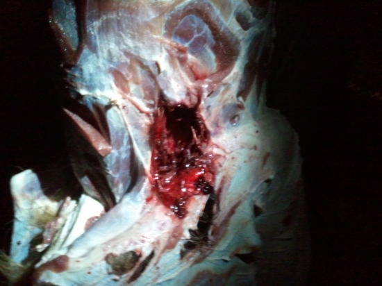 RWS UNI 11,7 30-06 výstrel