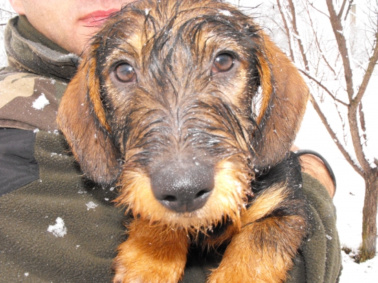 najnovší člen rodiny - Dodo