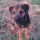 Moja fenka Brody