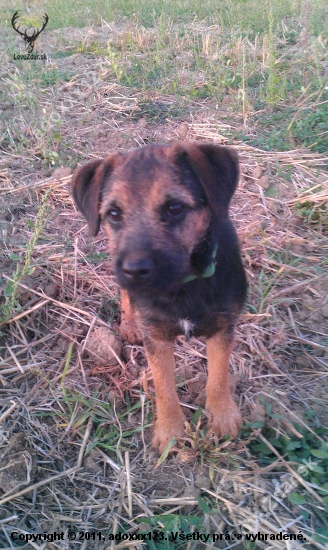 Moja fenka Brody