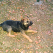 Brody
