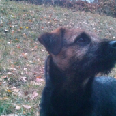 Brody