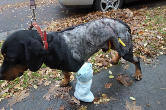 MAR 2013 - Festus po strete s kancom