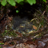 Malí spachtoši bez mamy