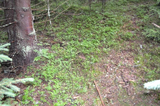 Malí spachtoši bez mamy - skutočná vzdialenosť