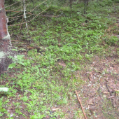 Malí spachtoši bez mamy - skutočná vzdialenosť