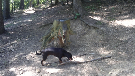 vynasanie soli aj z borkov