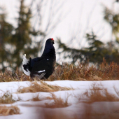 V prvých slnečných lúčoch